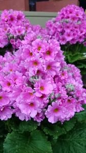 春ですね｜「フラワーショップ花生園」　（愛知県岡崎市の花キューピット加盟店 花屋）のブログ