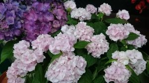 ５月１０日は母の日のです。｜「フラワーショップ花生園」　（愛知県岡崎市の花キューピット加盟店 花屋）のブログ